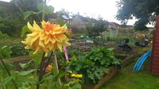 Dahlias at Hawthorn allotments