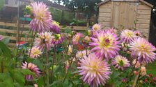 Dahlias at Hawthorn allotments