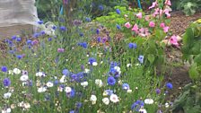 Flowers at Hawthorn Allotment