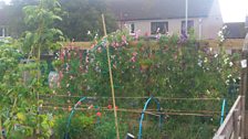 Poppies and sweet peas