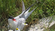 Common tern