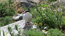 Ringed common tern