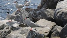 Common terns