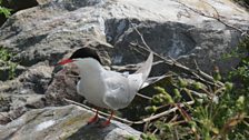 Common tern