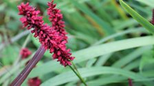 Ballyrobert Cottage Garden