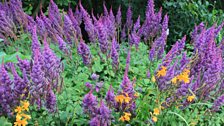 Ballyrobert Cottage Garden