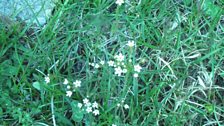 The pigmy rock-Jasmine