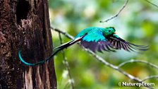 Resplendent Quetzal