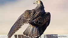 Swainson's Hawk