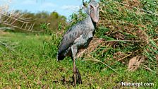 Shoebill