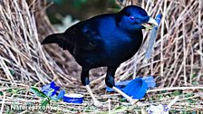 Satin Bowerbird