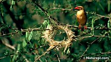 Red-Billed Quelea