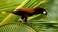 Montezuma Oropendola