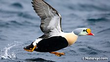 King Eider