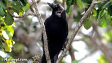 Hawaiian Crow