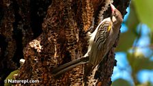 Greater Honeyguide