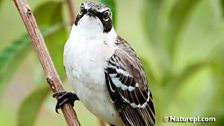 Galapagos Mockingbird