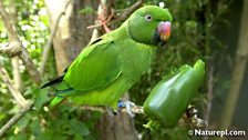 Echo Parakeet