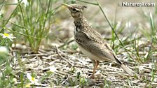 Crested Lark