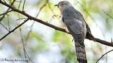 Common Hawk Cuckoo