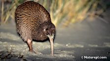 Brown Kiwi