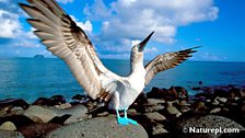 Blue-Footed Booby