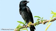 Black Drongo