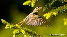 Arctic Warbler