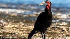 Southern Ground Hornbill