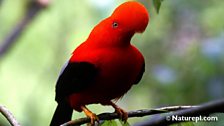 Andean Cock-of-the-Rock