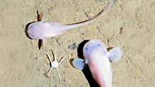 Snailfish at 7100 metres