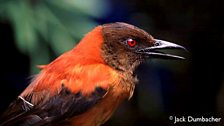 Variable Pitohui