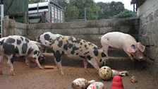 Gorgie City Farm