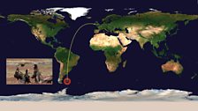 Striated caracara (Phalcoboenus australis), Falkland Islands: 8064 miles (12978 km) from UK