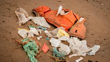 Scientists have found that 95% of fulmars dissected have plastic in their stomach