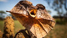 Frilled necked lizard, Northern Territories, Australia