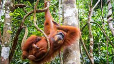 Orangutan baby, Sumatra