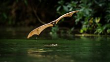 Little red flying fox, the Roper river, Northern Territories, Australia