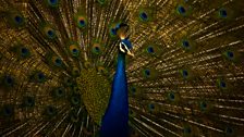 Peacock, Kanha National Park, India