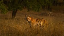 Tiger, Kanha National Park, India