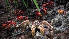 Robber crab amongst the Christmas Island red crabs, Christmas Island, Indian Ocean