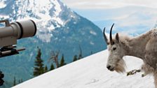 Mountain goat selfie