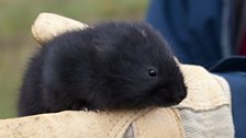 The return of the water vole