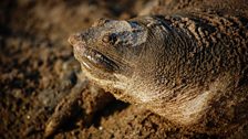 Frog faced turtle on the Mekong River, Cambodia