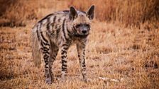 Striped hyena in Maharashtra, India