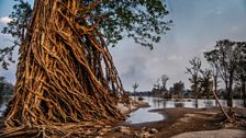 Tree on the bank of the Mekong River, Cambodia