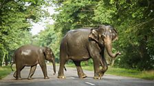 Elephants in Kaziranga National Park, India