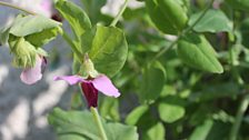 On The Trail Of The Carruthers Purple Podded Pea