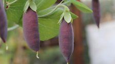 Carruthers Purple Podded Pea