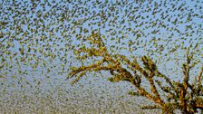 80,000 budgies congregate at a waterhole in central Australia